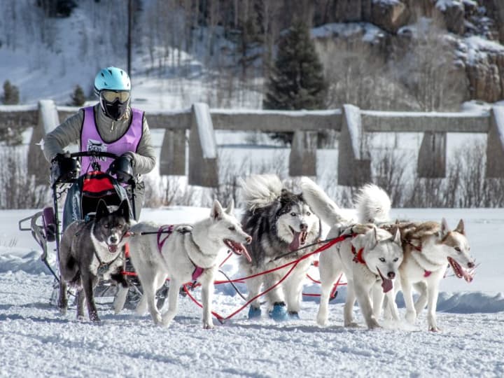 Dog Sledding 